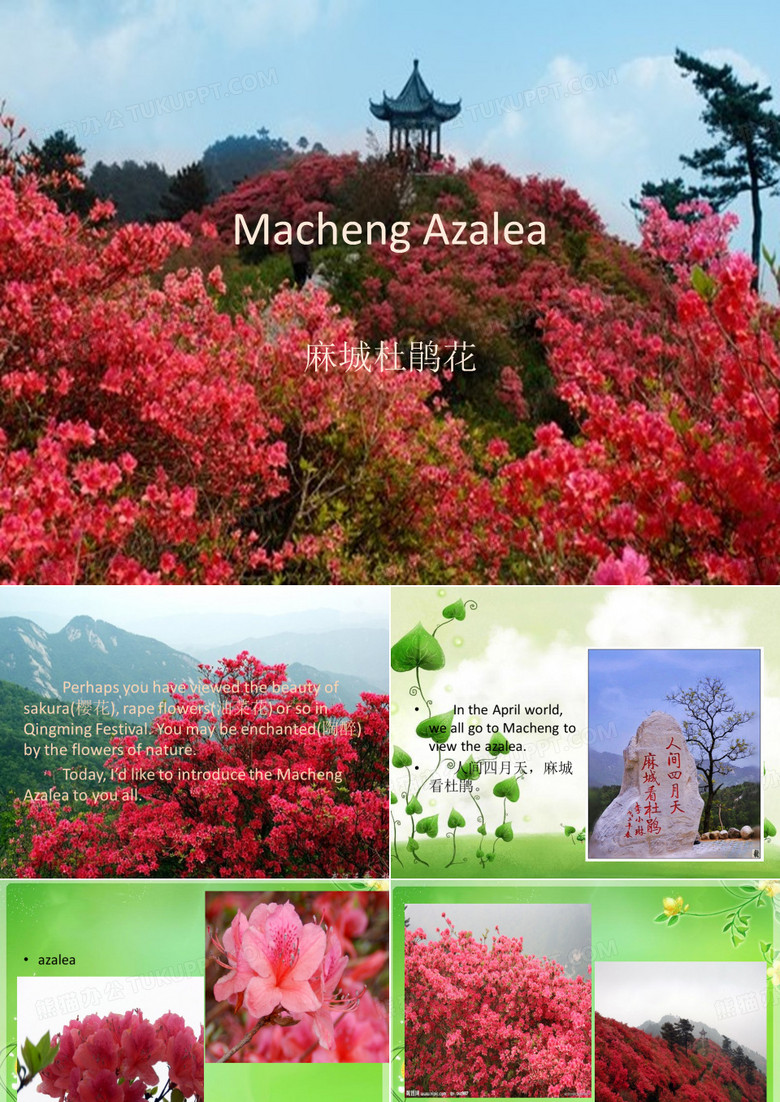 英语介绍麻城杜鹃花