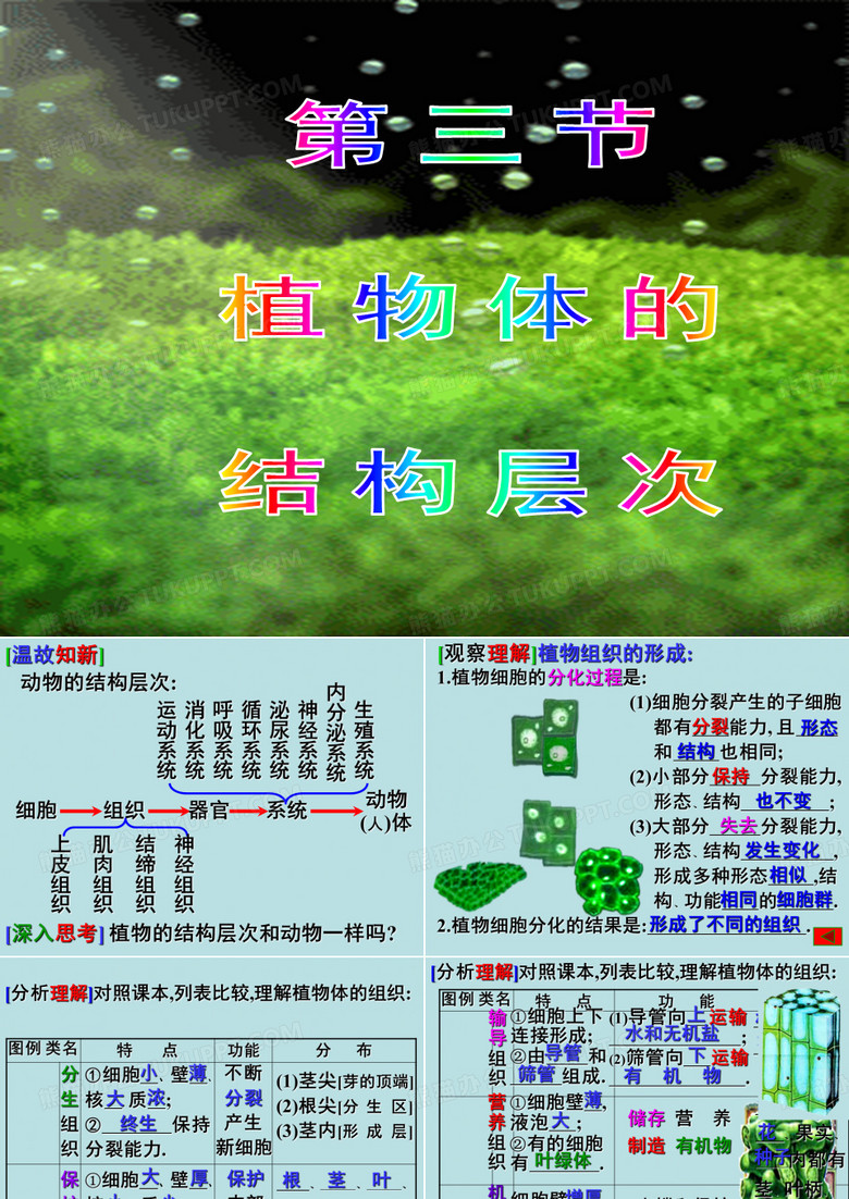 植物结构层次