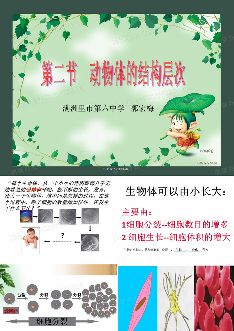 动物体的结构层次