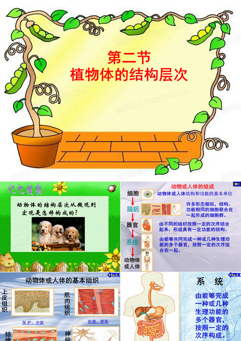 植物结构层次