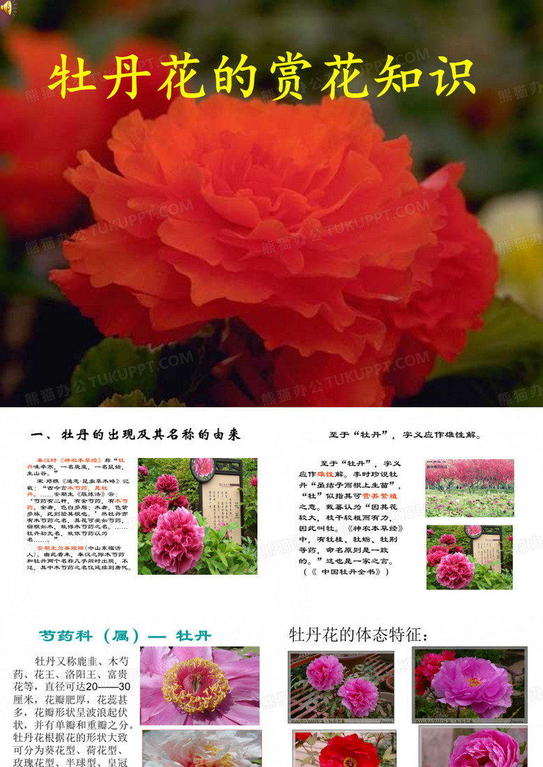 牡丹花赏花知识