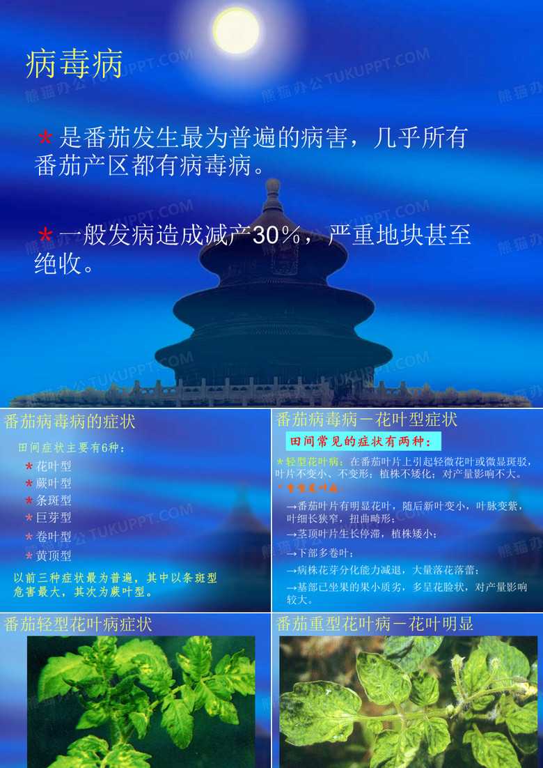 番茄病毒病