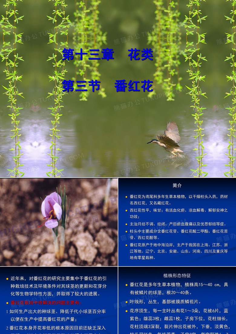 中药鉴定学——番红花