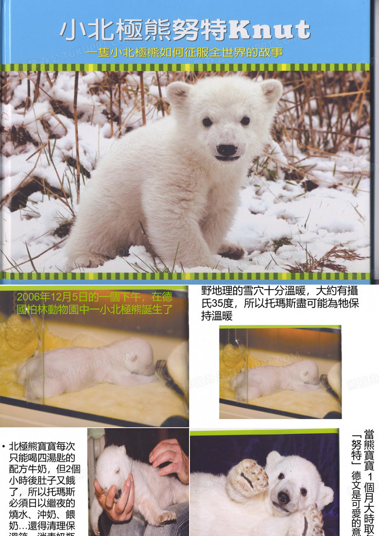 北极熊努特