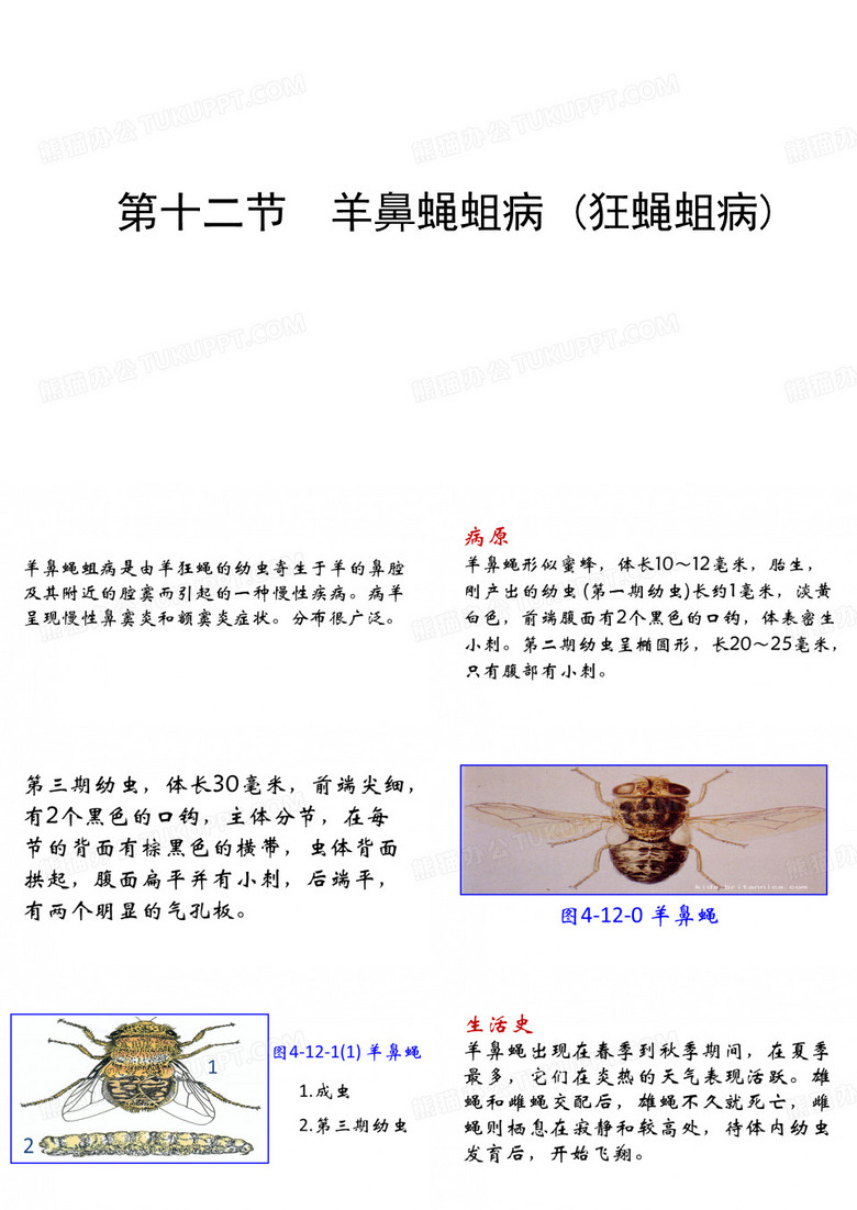 羊鼻蝇蛆病