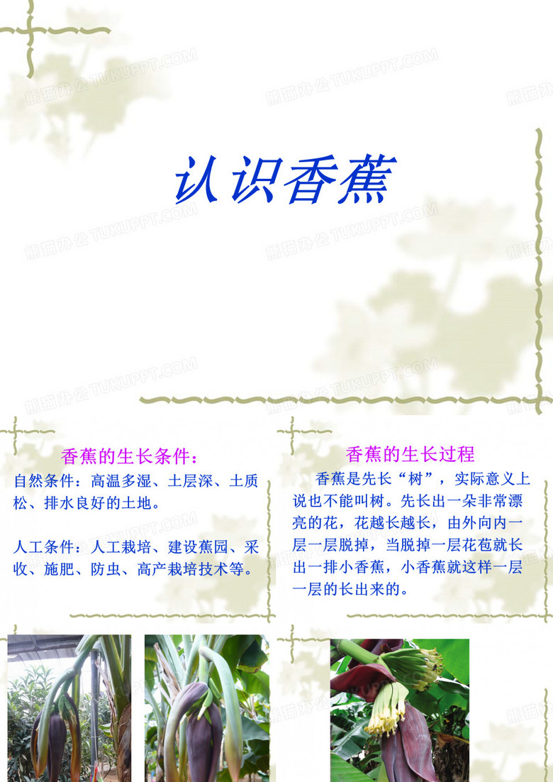 香蕉