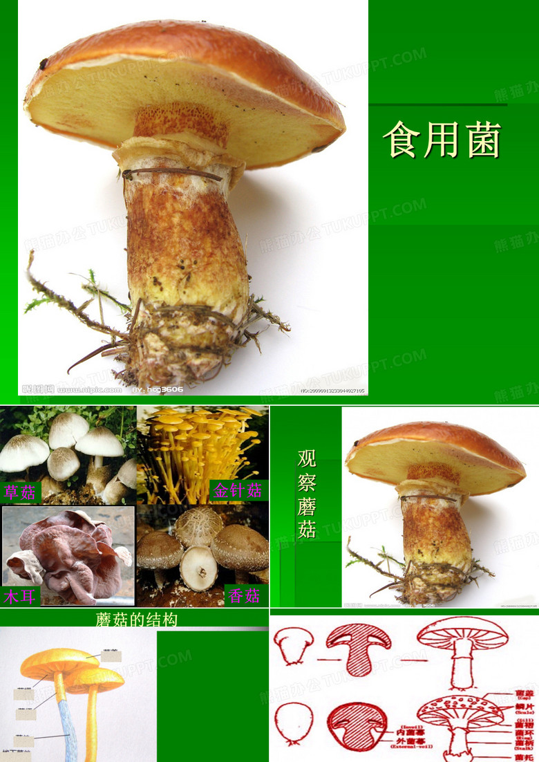 食用菌ppt