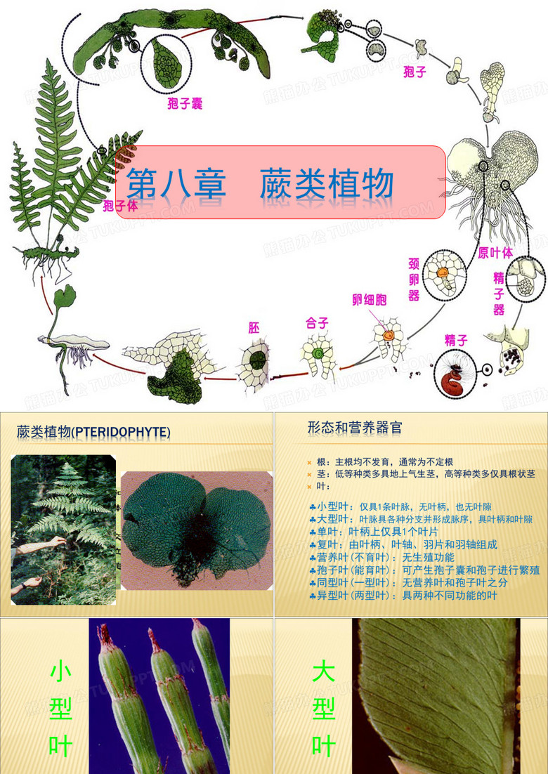 植物学ppt