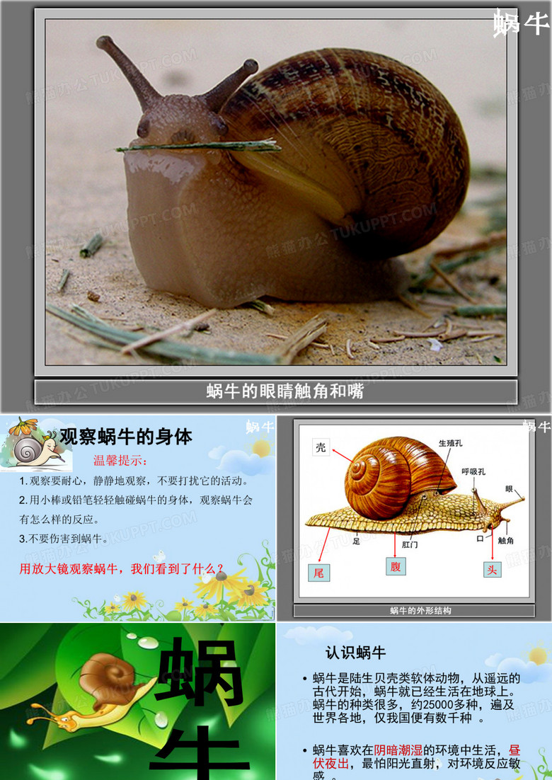 蜗牛