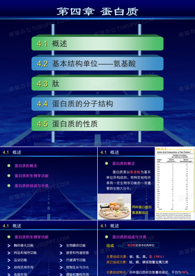 蛋白质