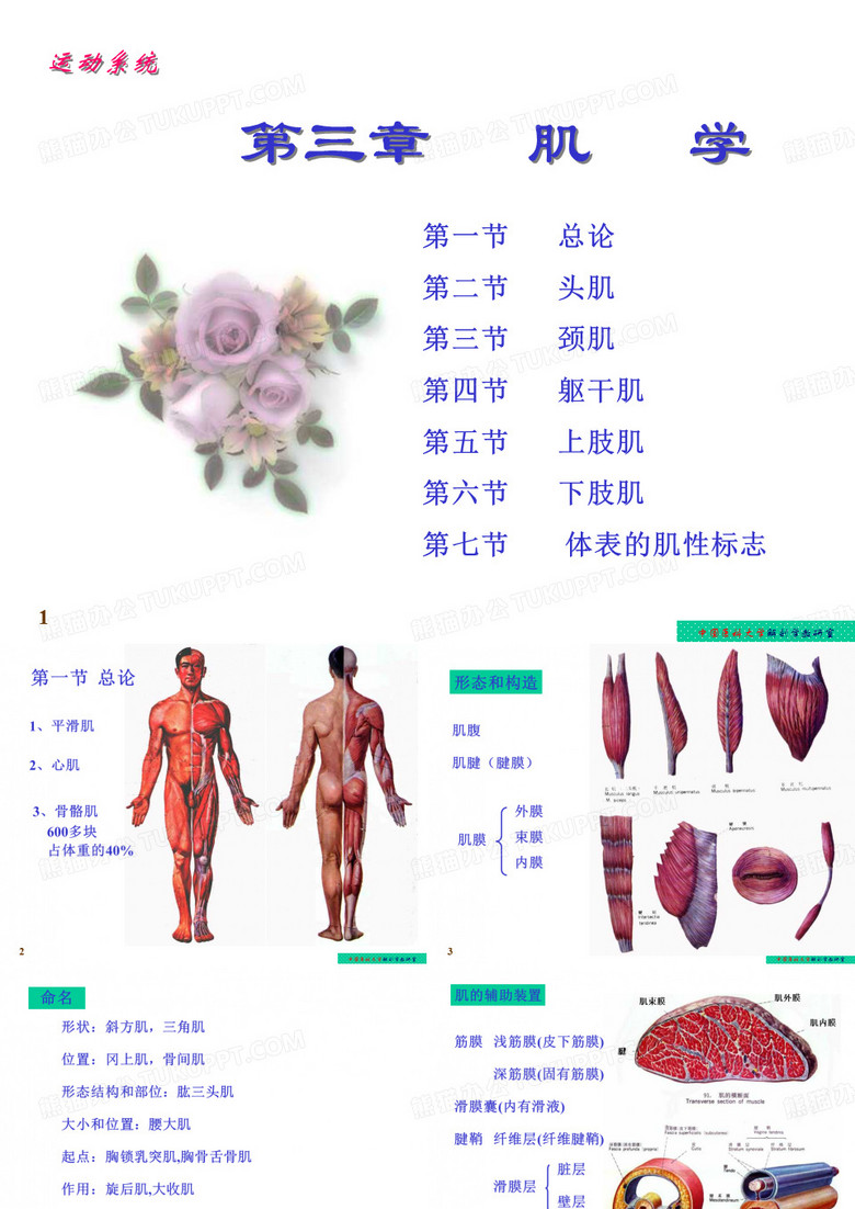 肌肉解剖