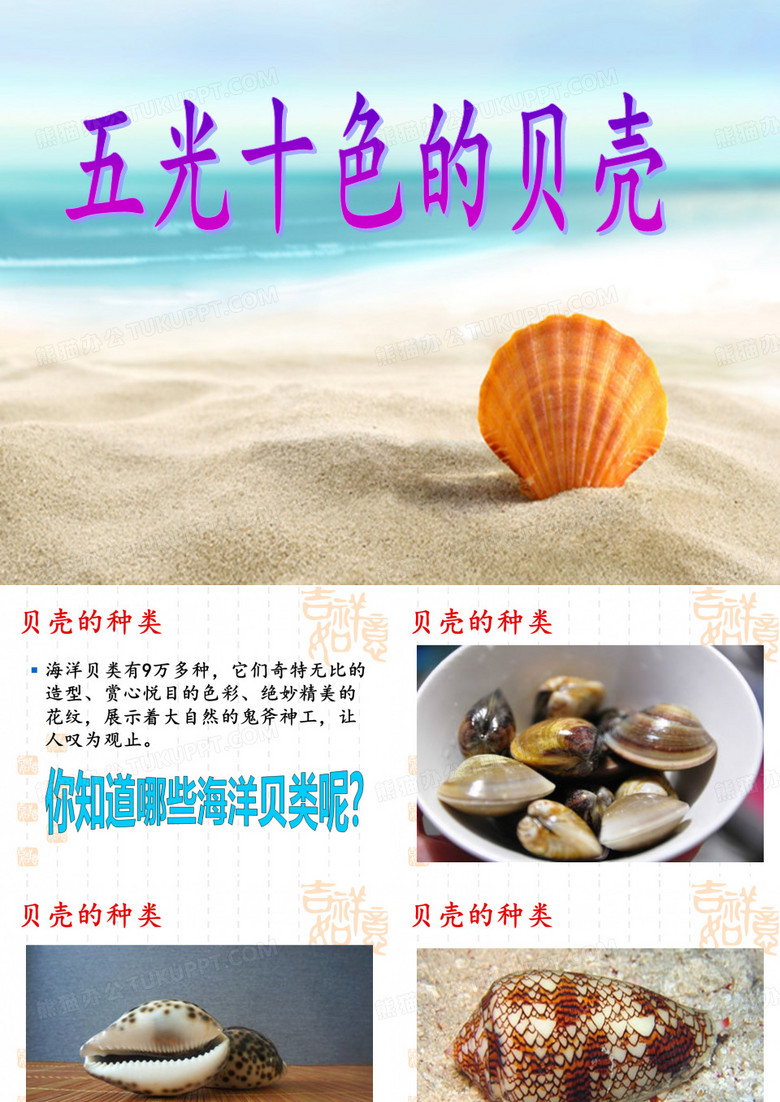 五光十色的贝壳