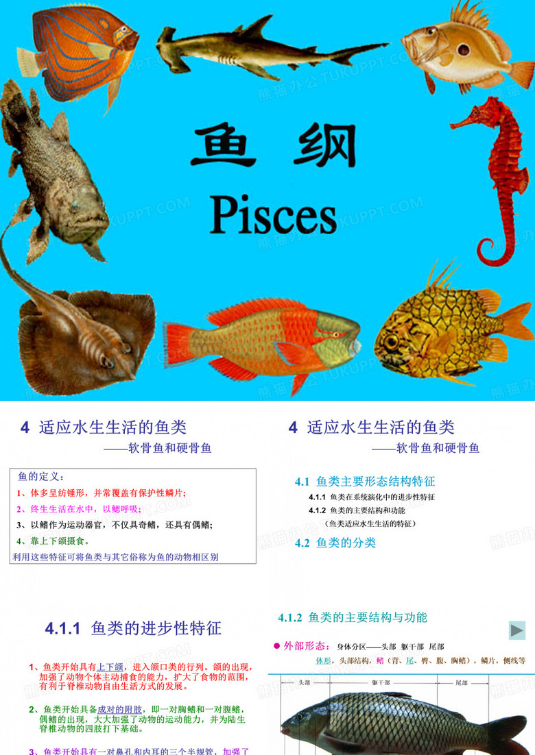 鱼类