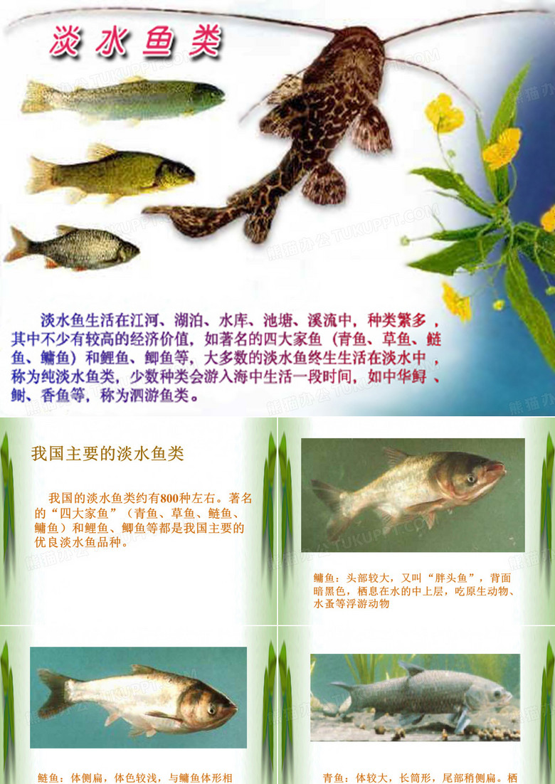 淡水鱼类和海洋鱼类