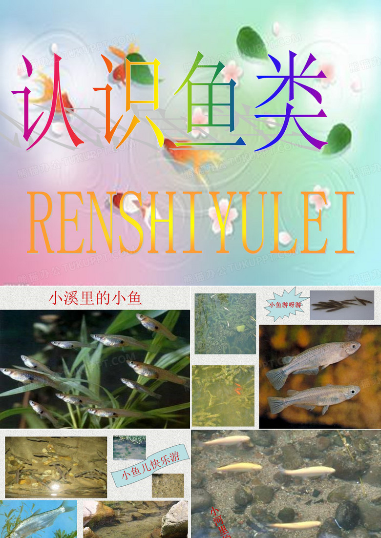 认识鱼类