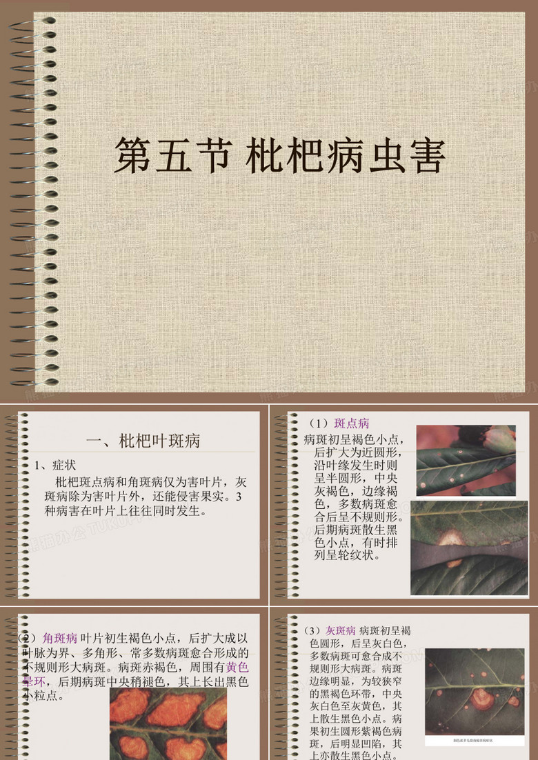 枇杷病虫害