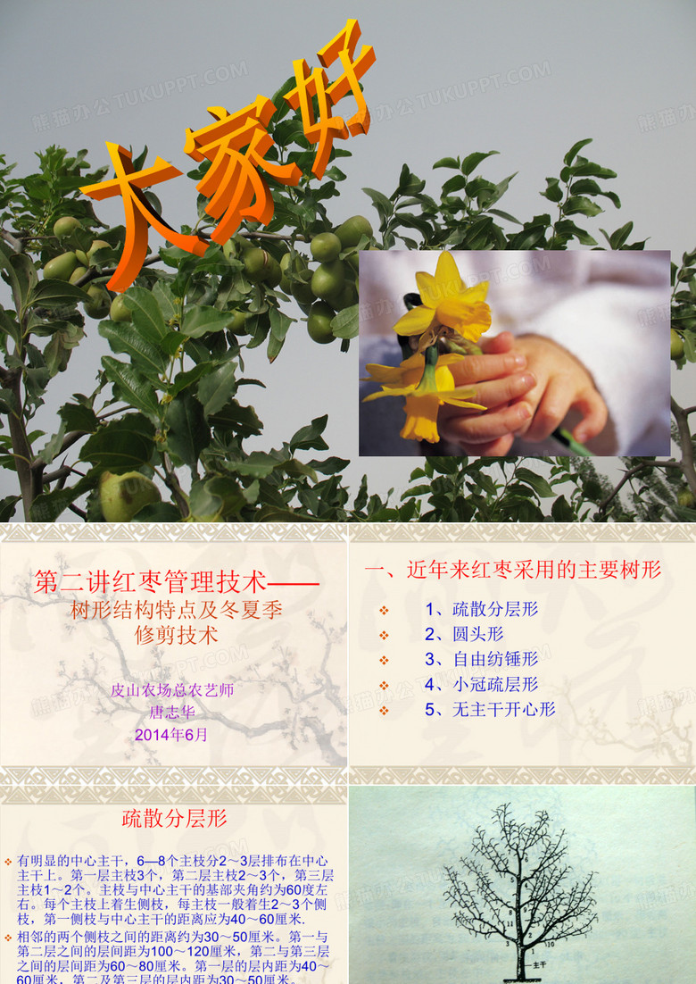 红枣管理技术——2.树形结构特点及冬夏季修剪技术