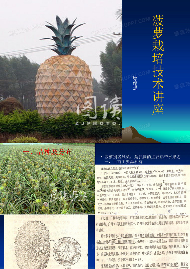 菠萝种植技术