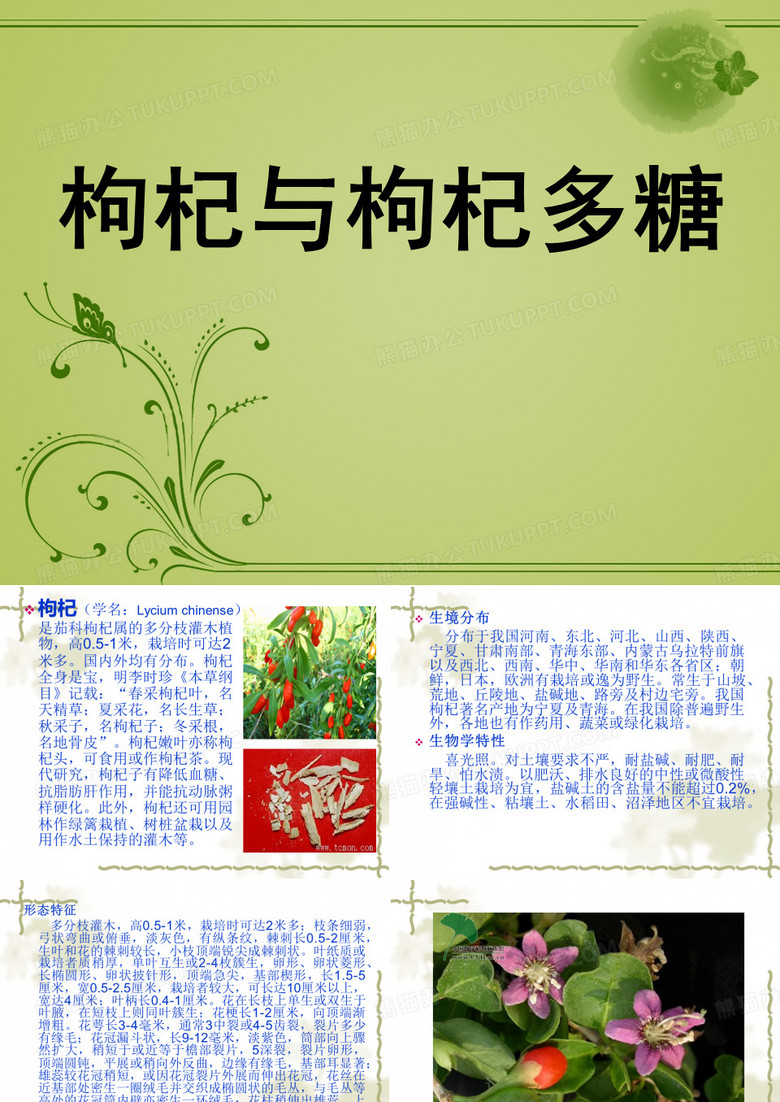 枸杞与枸杞多糖