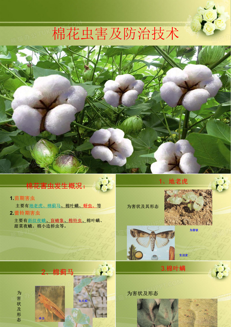 棉花虫害
