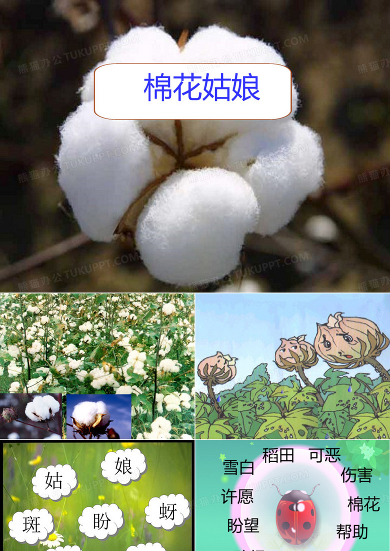 棉花姑娘