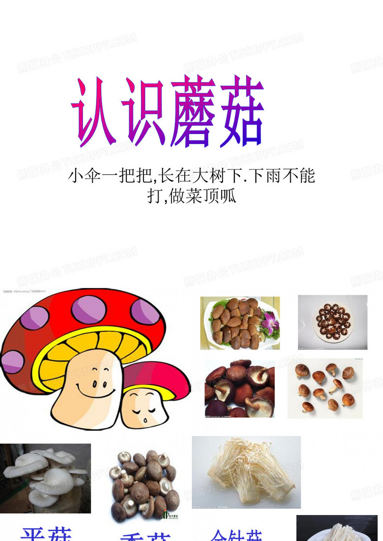 认识蘑菇