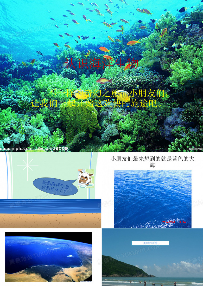 认识海洋生物