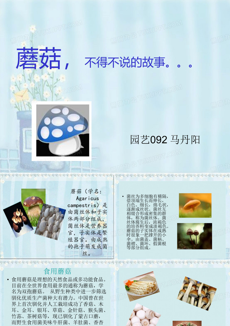 蘑菇     ppt