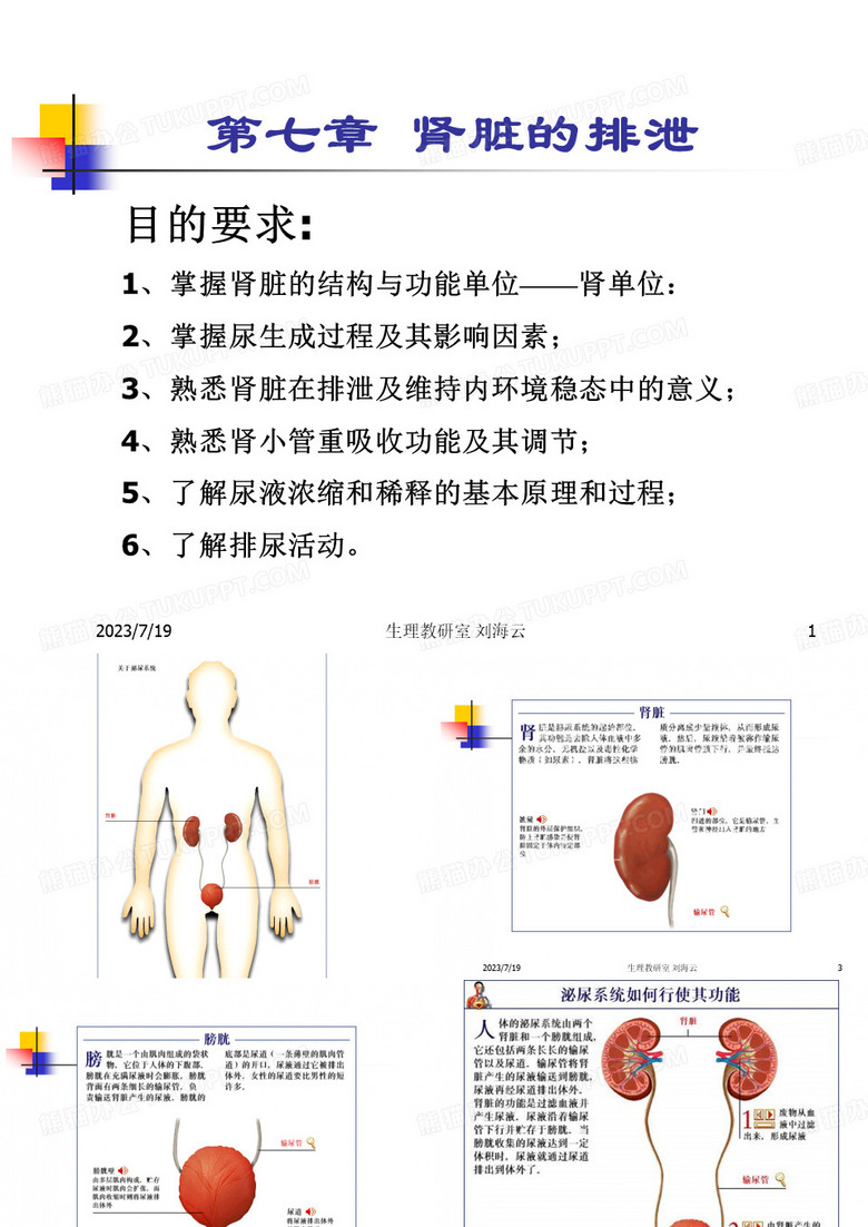 肾脏