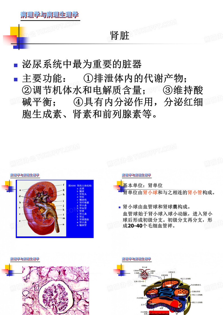 肾脏