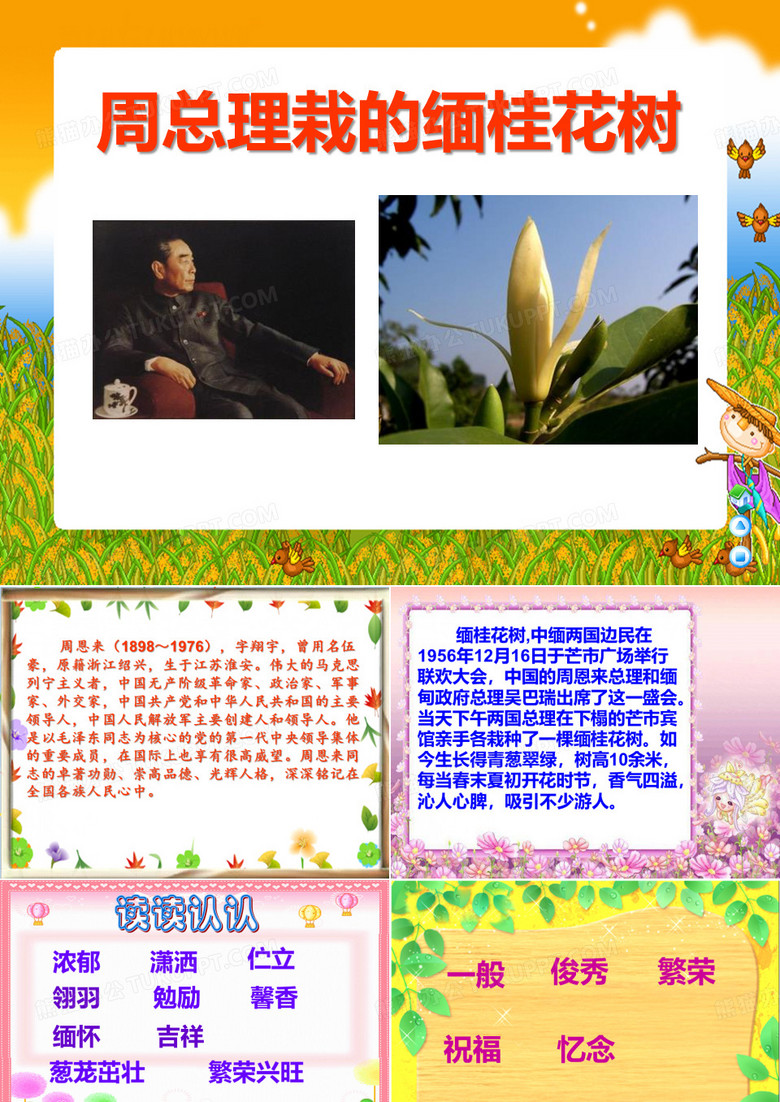 《周总理栽的缅桂花树》PPT课件