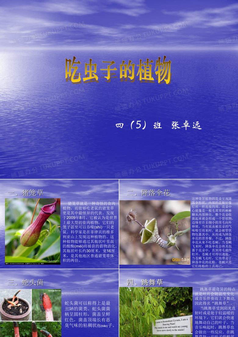 吃虫子的植物