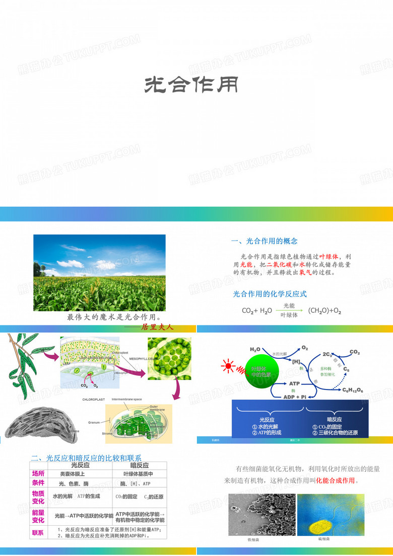 光合作用