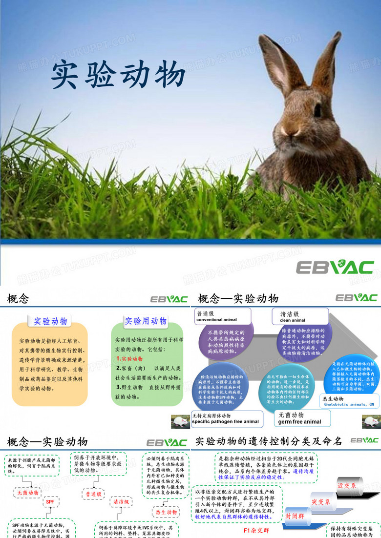 实验动物-.