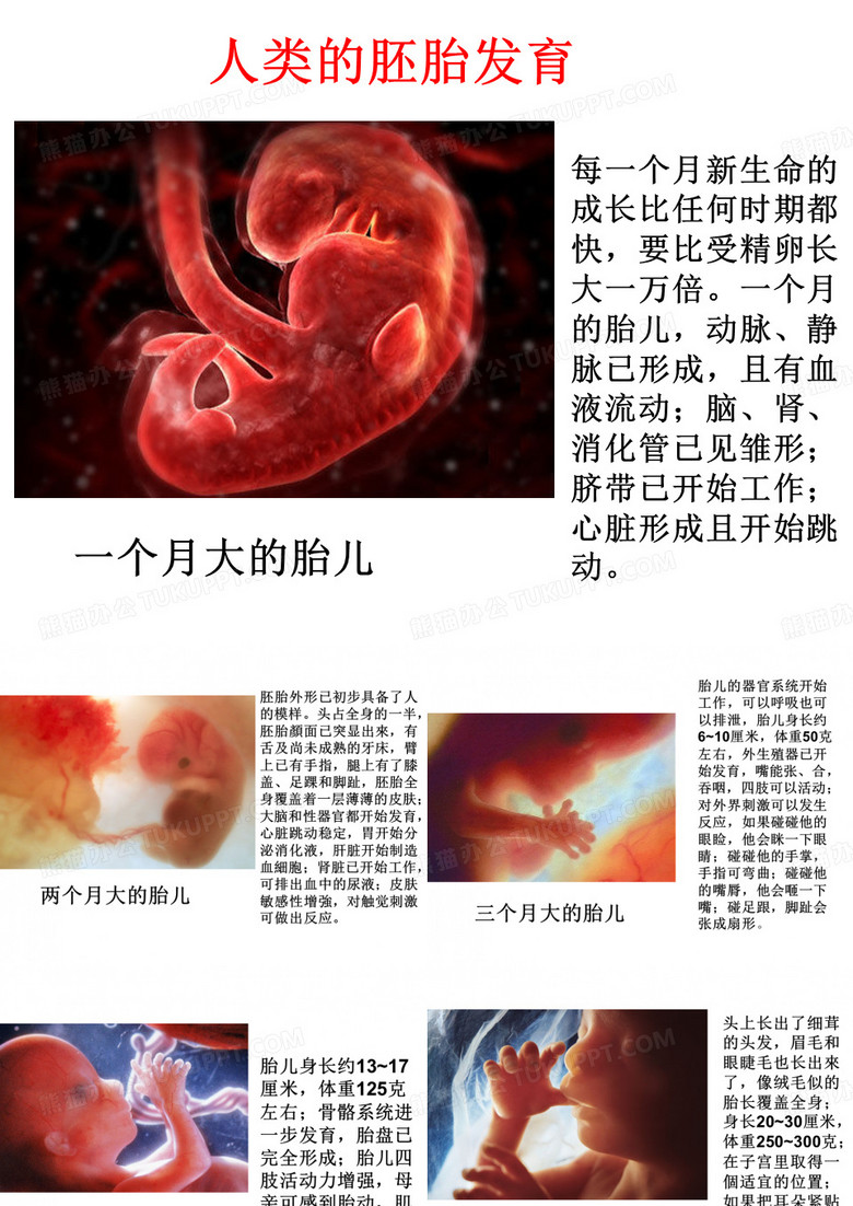 胎儿