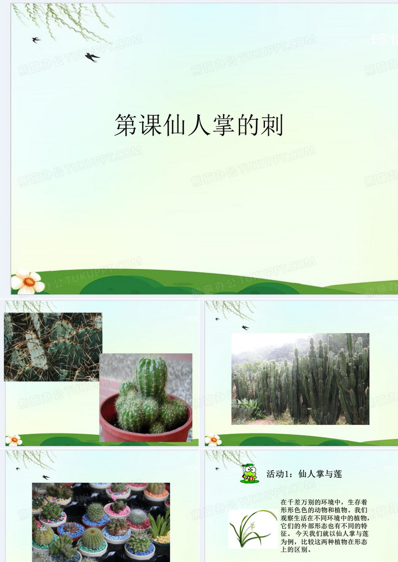 仙人掌的刺