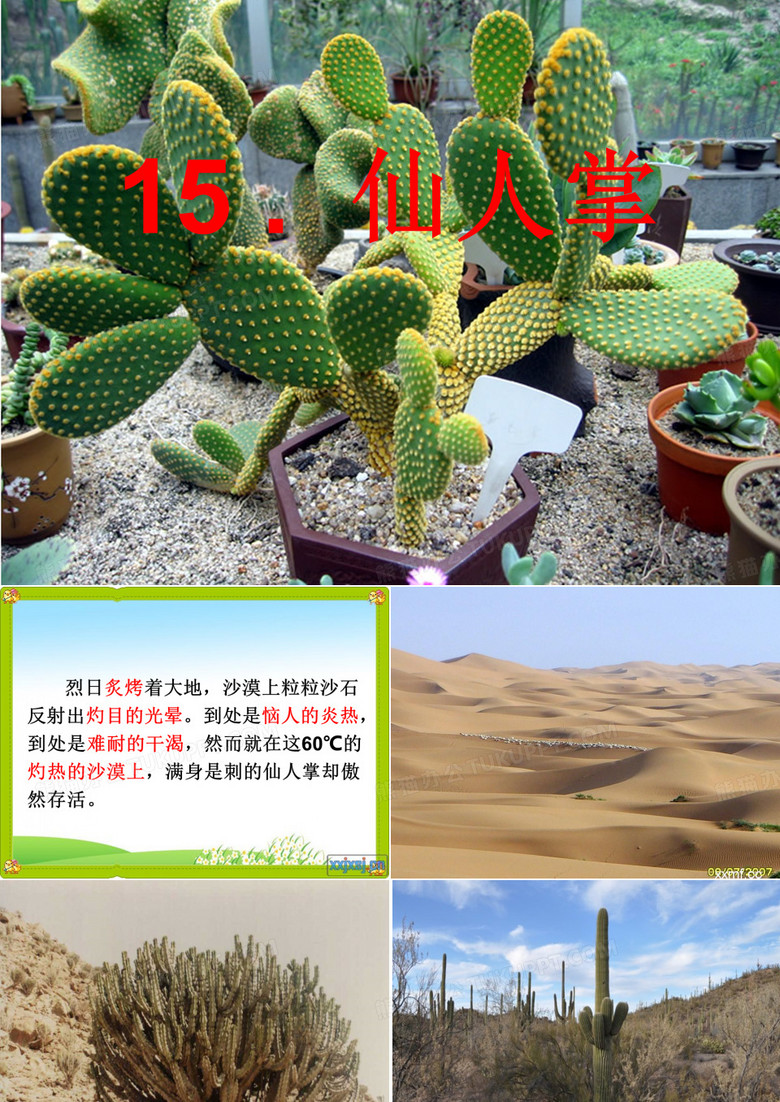 《仙人掌》ppt