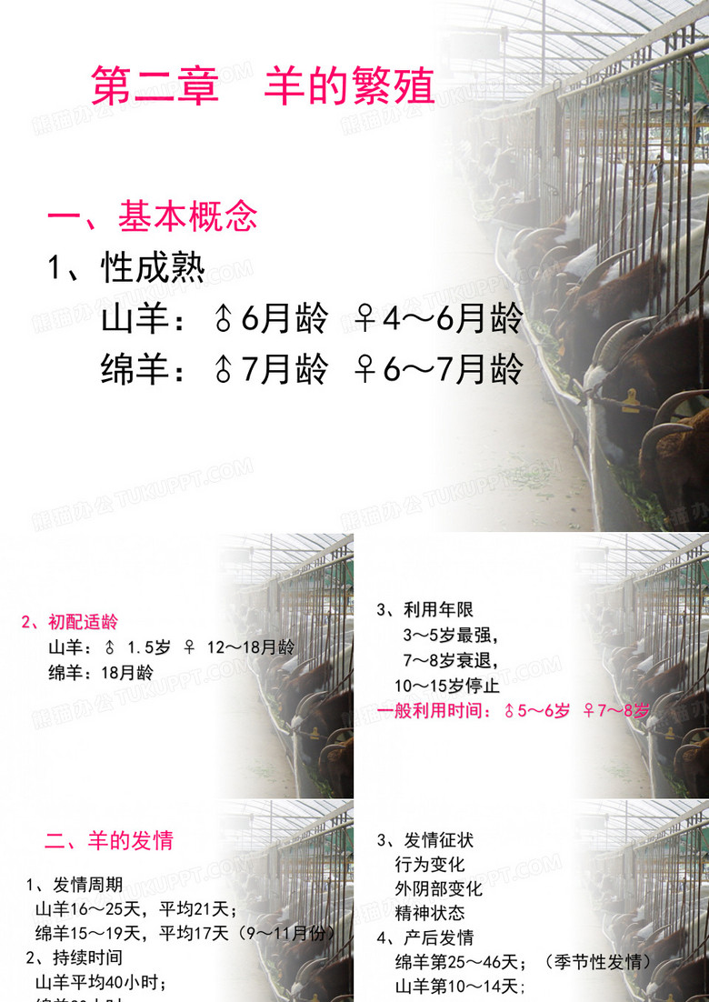 《羊的繁殖》PPT课件