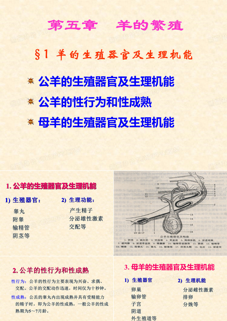 第五章 羊的繁殖