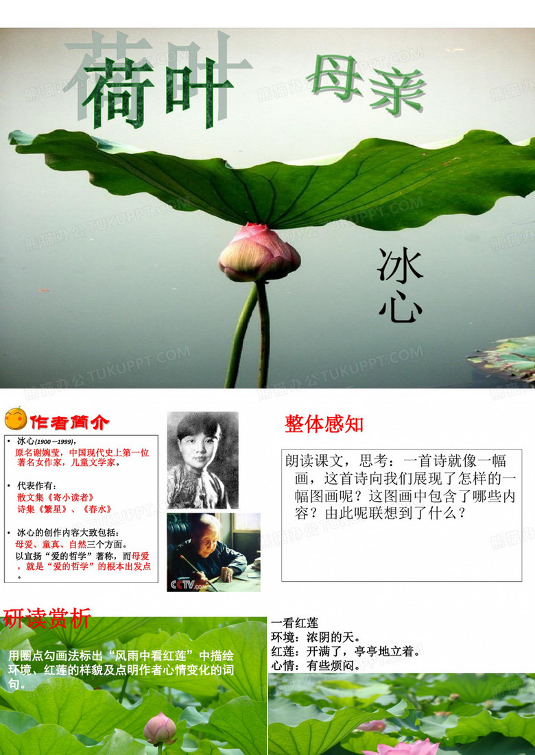 荷叶母亲荷叶母亲
