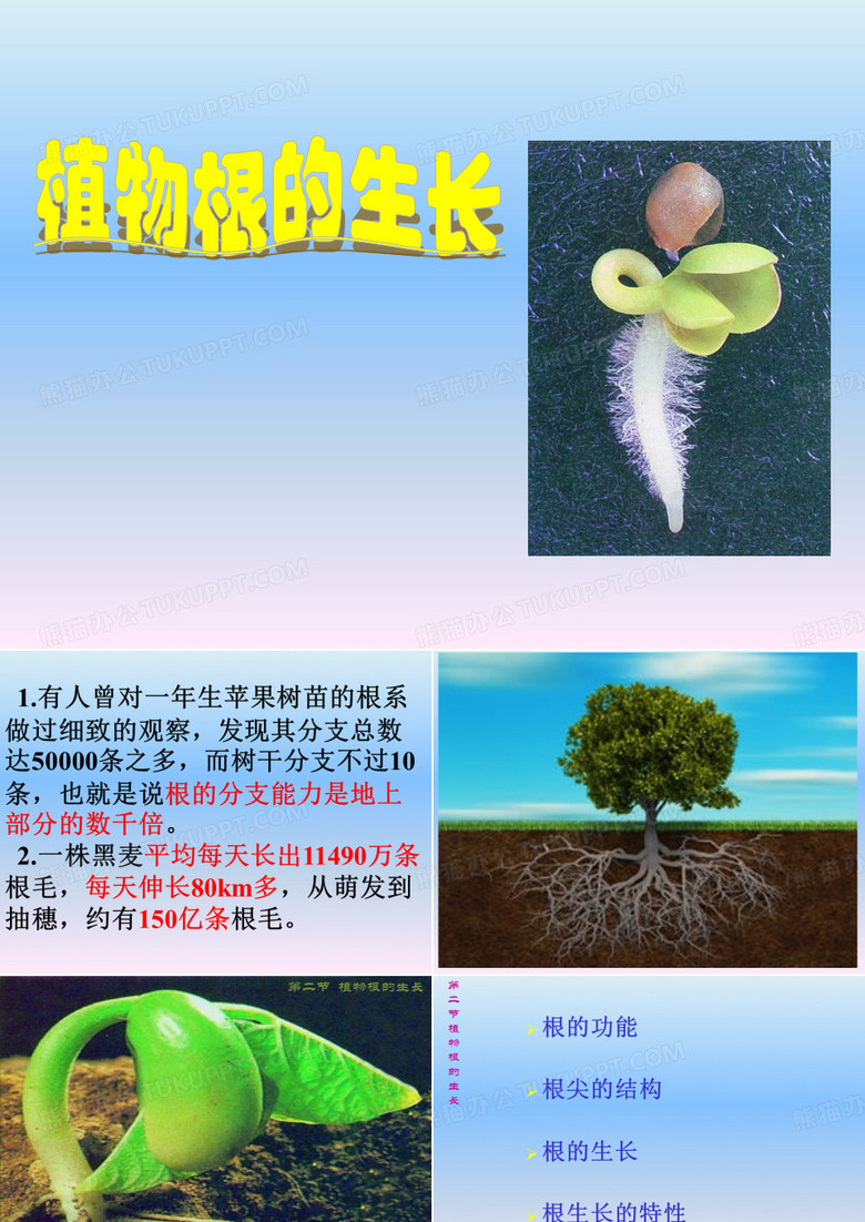 植物根的生长