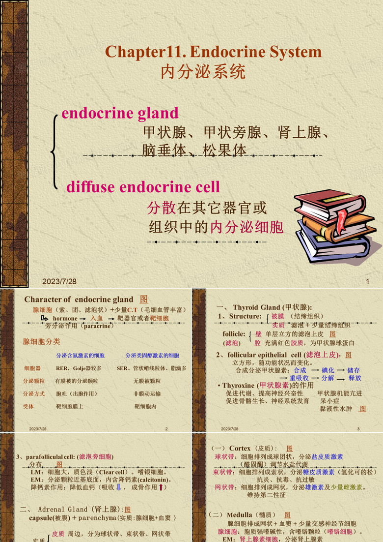 内分泌