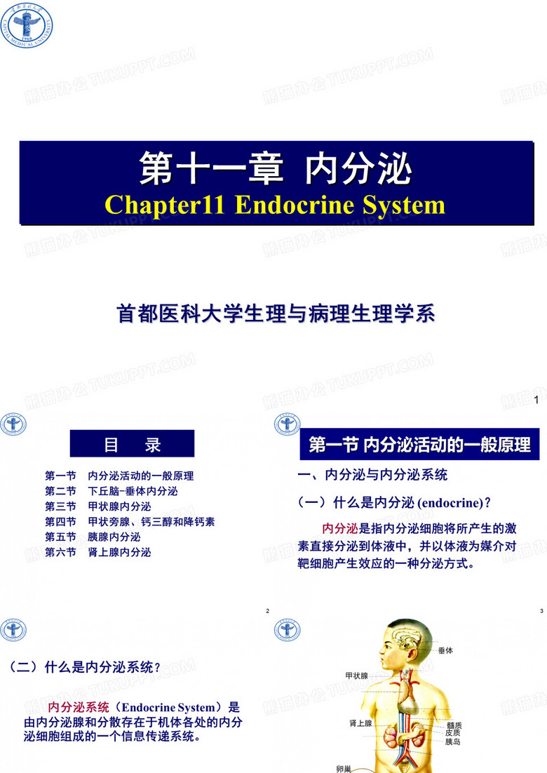 内分泌