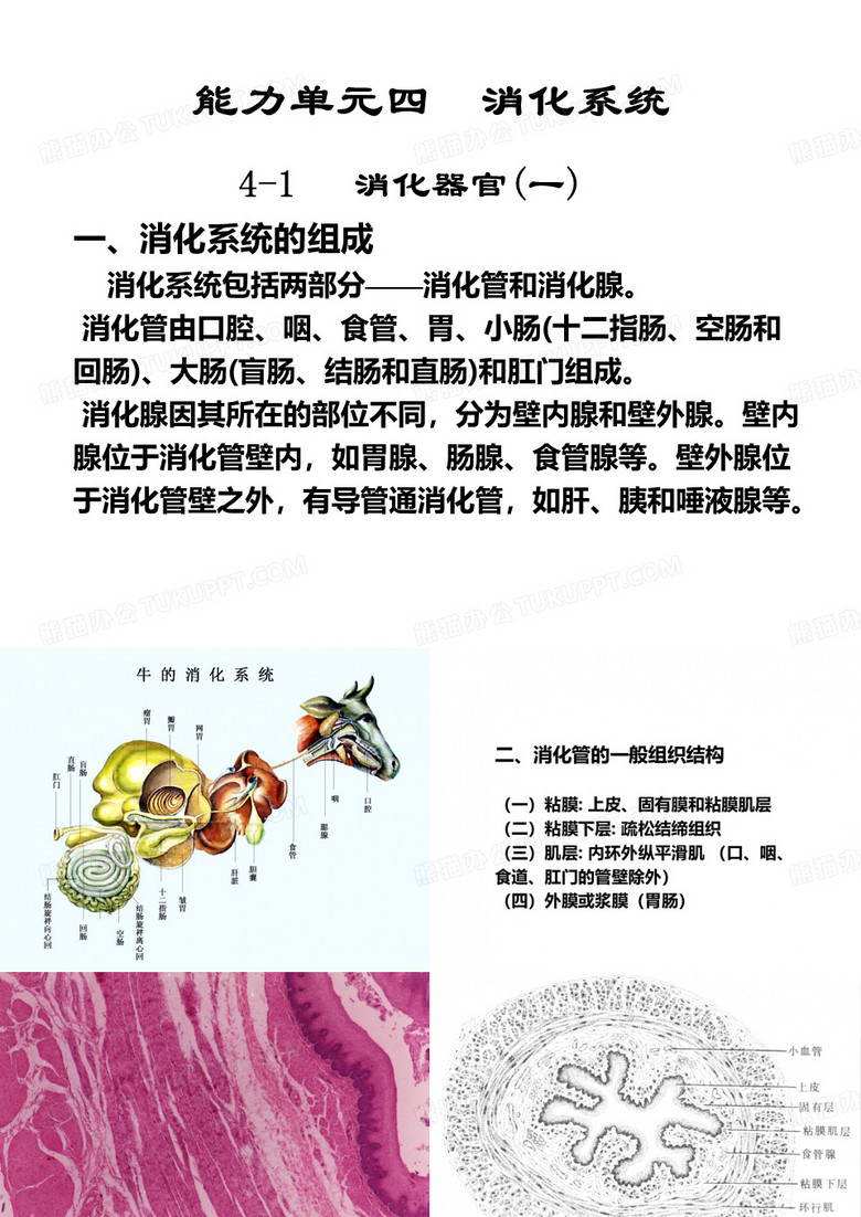 消化系统
