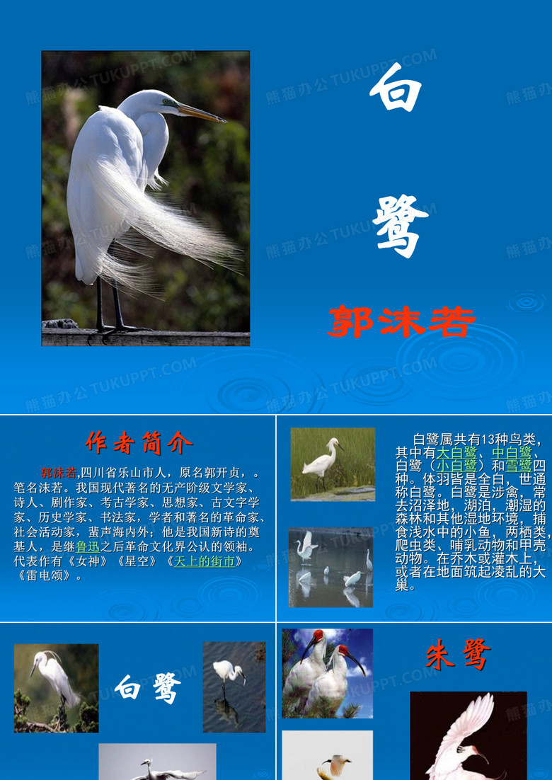 白鹭