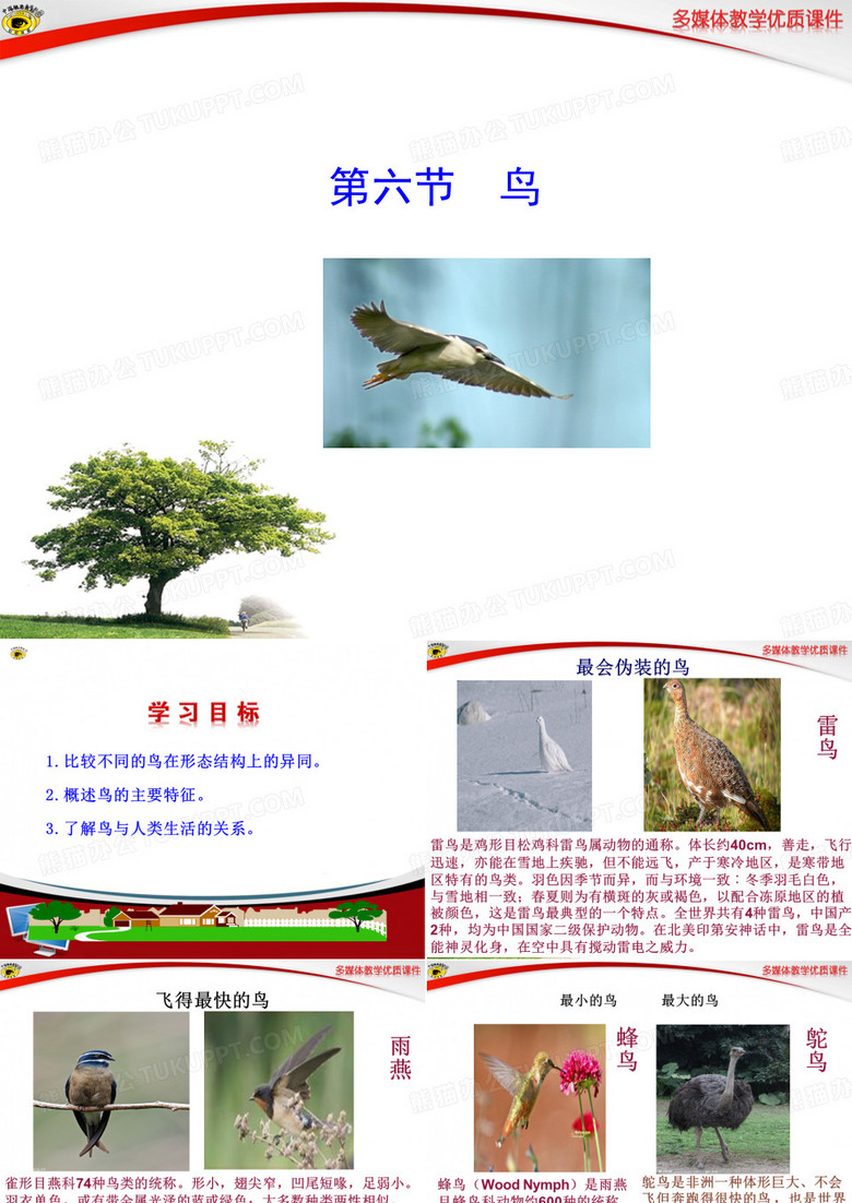 第六节_鸟 完成]