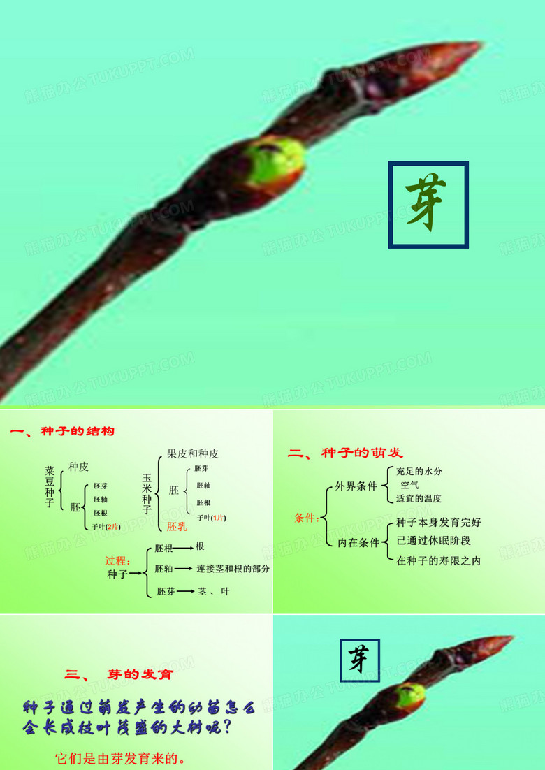 芽的发育