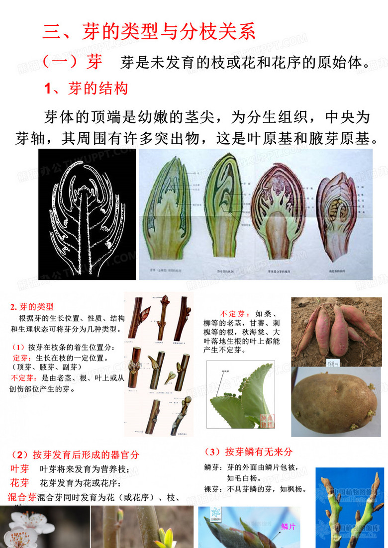 芽的类型