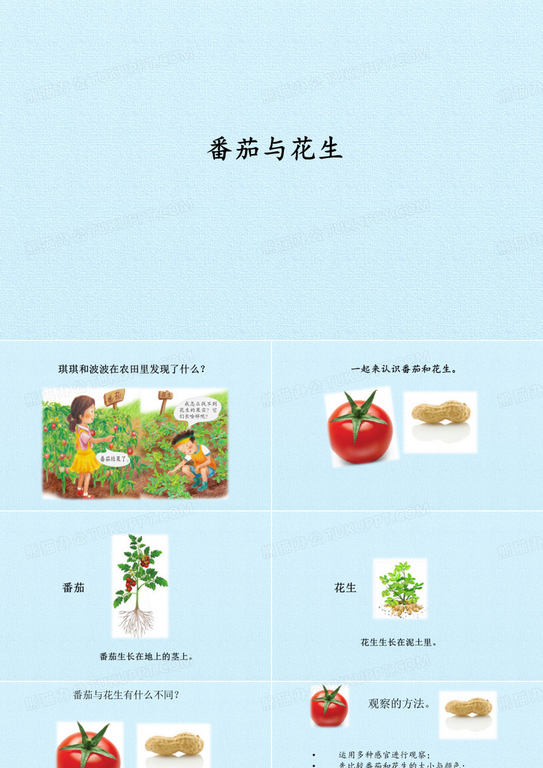 番茄与花生