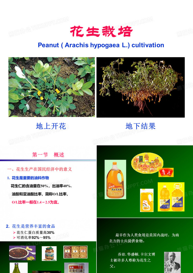 花生(peanut)